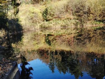 Reflection of trees in calm lake