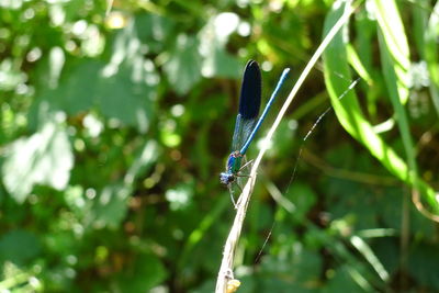 Close-up of an insect