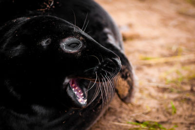 Close-up of a dog