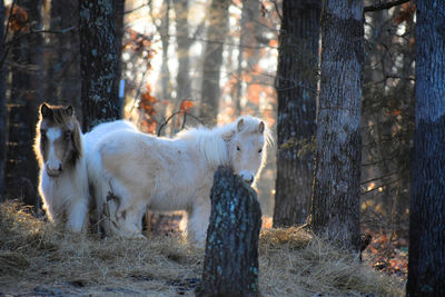 View of horse in the forest