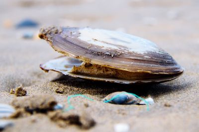 Close-up of shell on rock