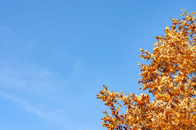 Low angle view of tree against clear blue sky