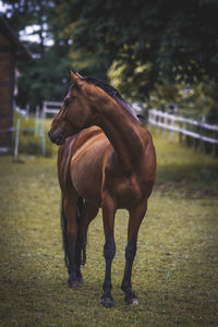 Horse standing on field