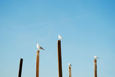 Low angle view of seagulls perching on wooden post
