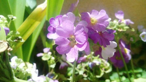 Close-up of purple flowers blooming outdoors