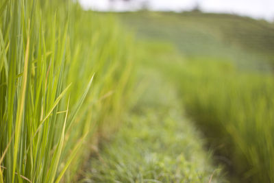 Close-up of wheat field