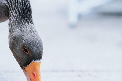 Close-up of a bird