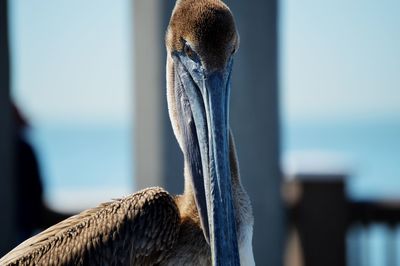 Close-up of bird