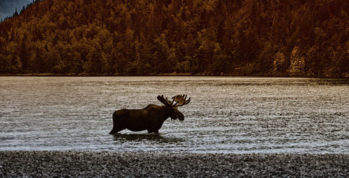 Deer in a lake