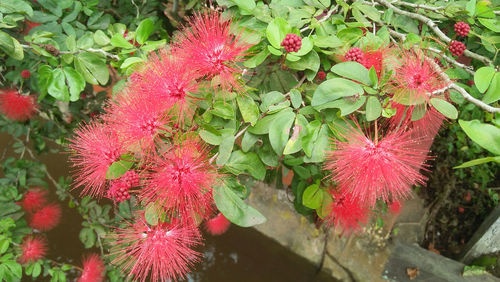 High angle view of red flowering plant