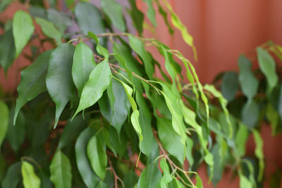 Close-up of fresh green plant