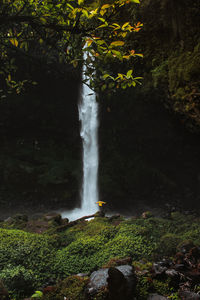 Scenic view of waterfall in forest