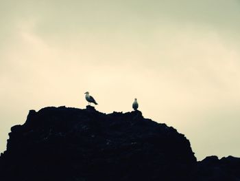 Low angle view of bird perching on rock