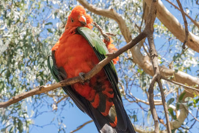 Low angle view of  king parrot male perching on branch