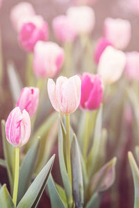 Close-up of pink flowering plant