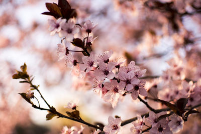 Close-up of pink cherry blossoms in spring