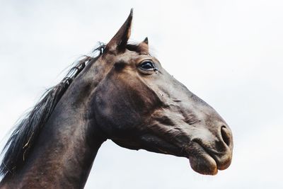 Low angle view of horse against clear sky