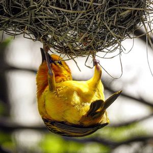 Close-up of bird in nest