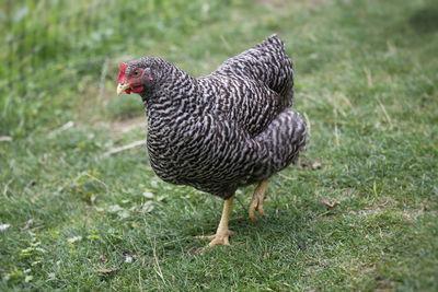 Close-up of a bird on field