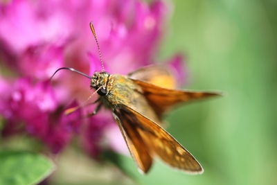 Close-up of butterfly on pink flower