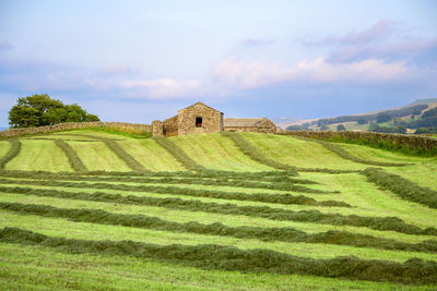 Mowed field with a barn in the background