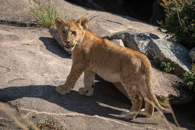 Lion cub stands on rock casting shadow