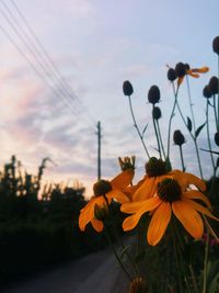 Close-up of yellow flowering plants on field against sky