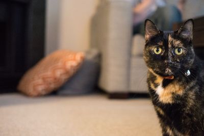 Close-up of cat at home