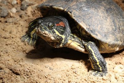 Close-up of tortoise
