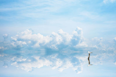 Low angle view of bird flying in sky