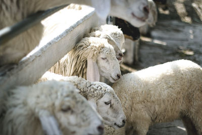 View of sheep in pen