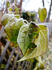 Close-up of leaf on tree