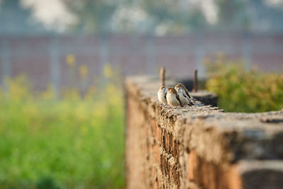 Birds perching on retaining wall
