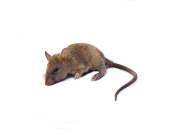 High angle view of a rabbit over white background