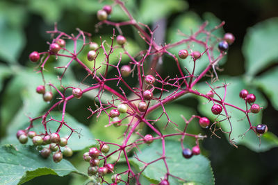 Close-up of berries growing on tree