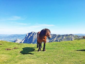 Full length of a horse on field