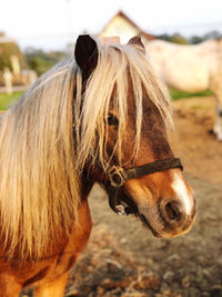 Close-up of a horse in ranch