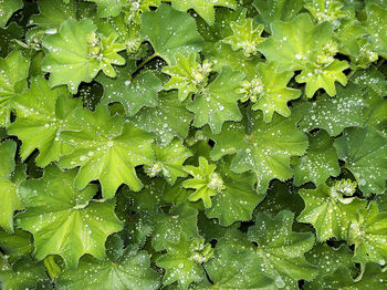 Full frame of water drops on leaf