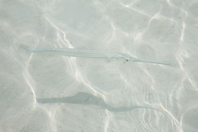 High angle view of fish swimming in sea