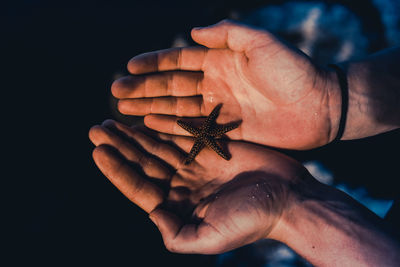 Close-up high angle view of hands holding starfish