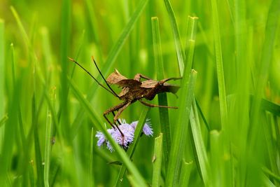 Close-up of insect on flower