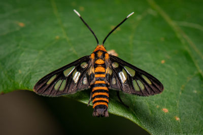 Close-up of butterfly on leaf