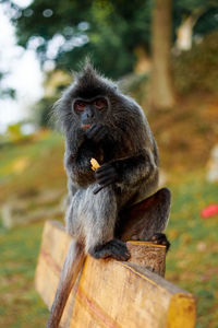 Portrait of monkey sitting on tree