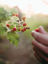 Close-up of hand holding berries