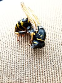 High angle view of bee