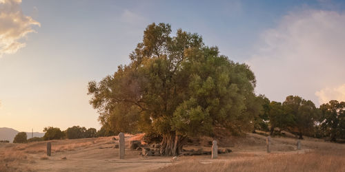 Trees on landscape against sky