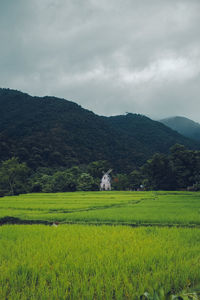 Scenic view of agricultural field against sky