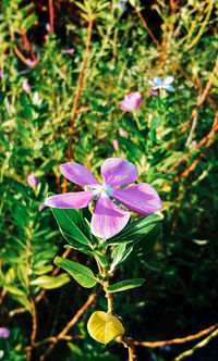 Close-up of purple flowers blooming outdoors