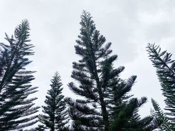 Silhouette of a pine tree shape 