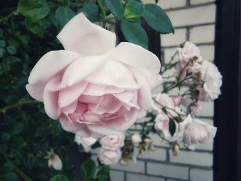 Close-up of pink roses